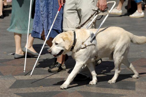 Image showing two blind individuals walking with white canes and a guide dog Image showing two blind individuals walking with white canes and a guide dog