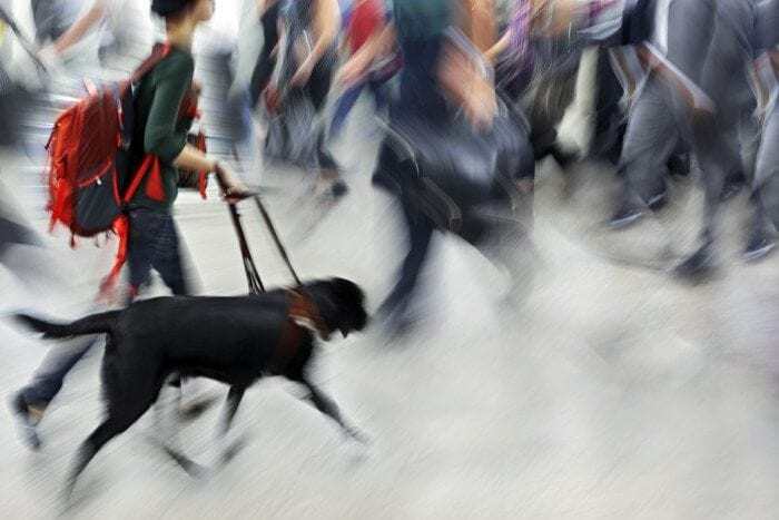 Guide dog is helping blind people in motion blur.