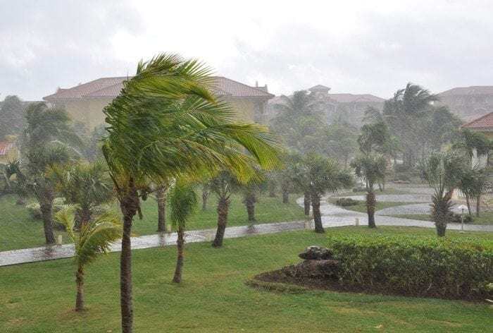 Image showing several tall palm trees blowing in the winds of a hurricane. Image showing several tall palm trees blowing in the winds of a hurricane.