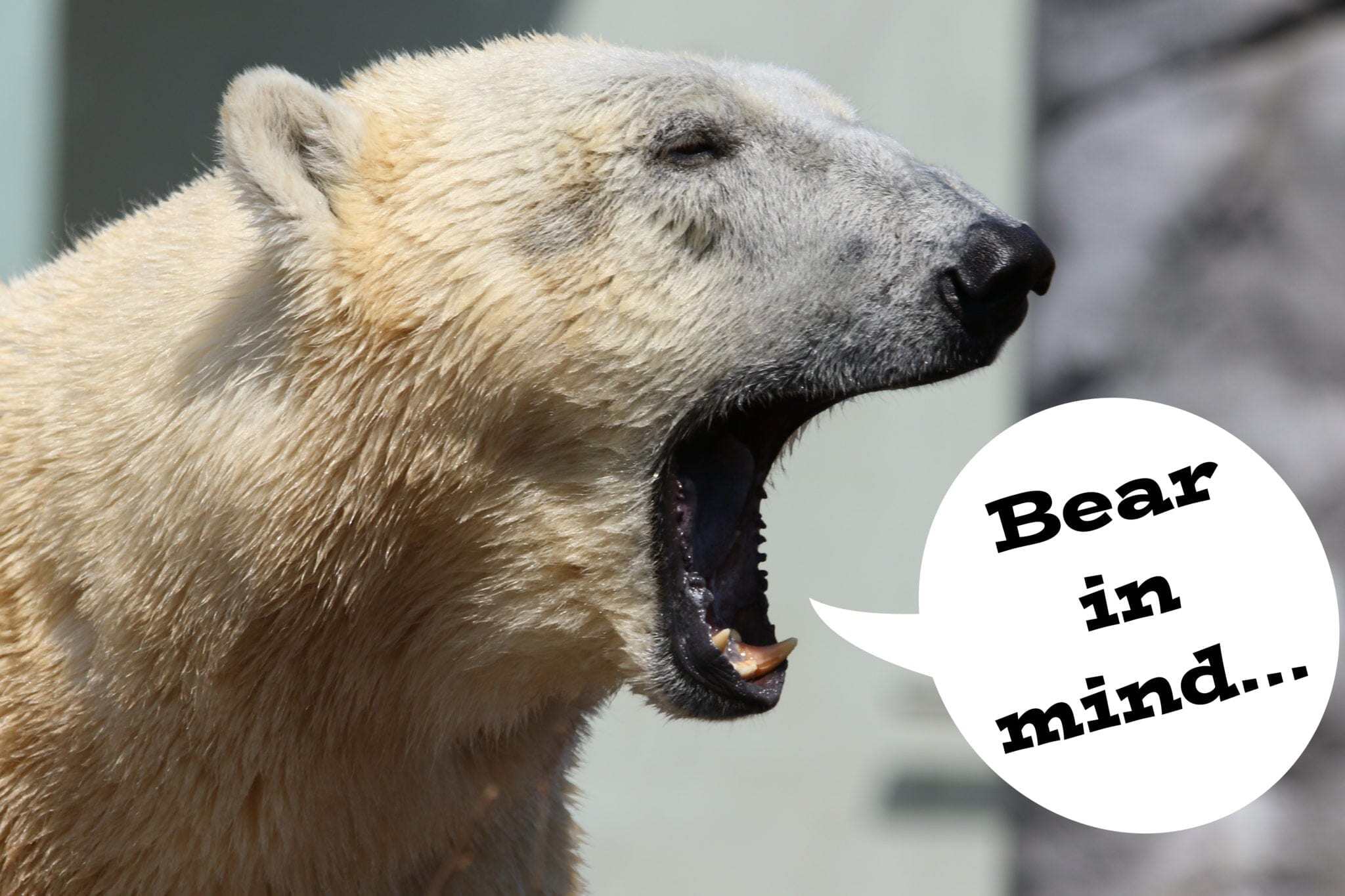 Polar bear saying, "Bear in mind..."
