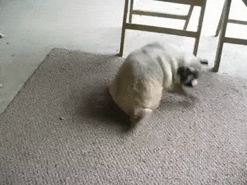 GIF of a pug on a rug chasing its tail